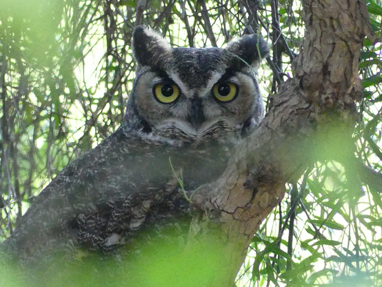 A Great Horned owl stares at me with giant eyes from the pepper tree pleading with me to call off the crow horde so it can grab some shuteye