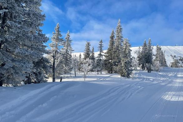 Schneebedeckter Wald