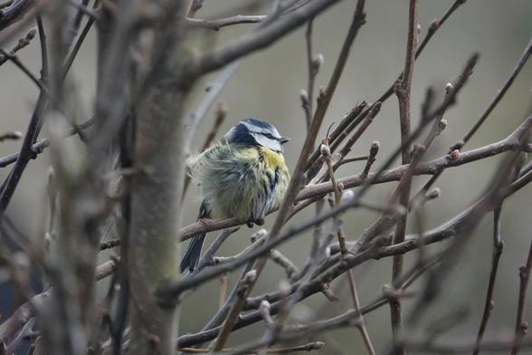 Photo d'une mésange bleue posée en petite boule fluffy sur une branche sans feuilles. Le fond est flou.