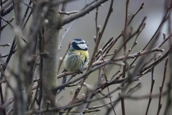 Photo d'une mésange bleue en train de chanter posée sur une branche sans feuilles. Le fond est flou.