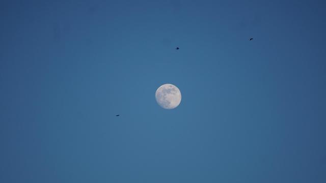 The image shows the moon against a clear blue sky. There are also a few birds flying nearby.