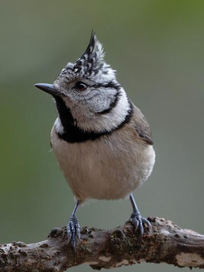 Una mallerenga emplomallada en vista frontal però amb el cap de costat ens mostra la seva característica cresta.