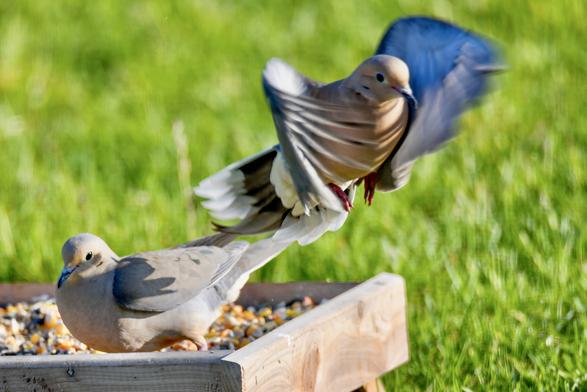 Two colorful doves feeding from a tray while one takes off in flight
