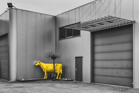 Tubbergen yellow cow in industrial area