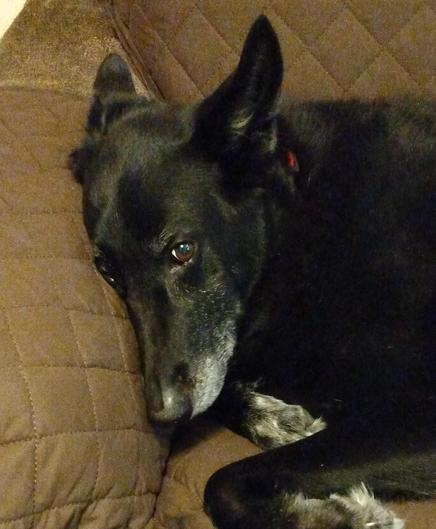 A black German Shepherd mix dog with some grey markings is lying on a brown loveseat with her head resting against the armrest.  She is looking at the camera with gentle brown eyes.  Her forelegs are curled up, giving her a cozy appearance.