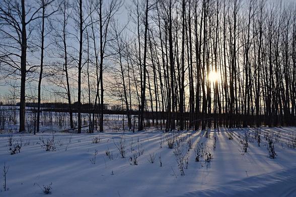2-Across an area of rather smooth snow broken by many small poplar suckers along with occasional other small woody things and the occasionalbit of dry grass or thistle, a loose row (a few metres wide) of youngish (maybe mid-size in diameter, at most, many skinnier) but tall follows a fenceline from left to right. Beyond we see more snowy ground and more distant low willows and trees.The soft barely golden white ball of sun shines between the trunks and branches from a dull blue sky with bits of cloud, a little less than halfway up the trees as it westers, casting long blue linear shadows from the trees on the snow in the foreground.