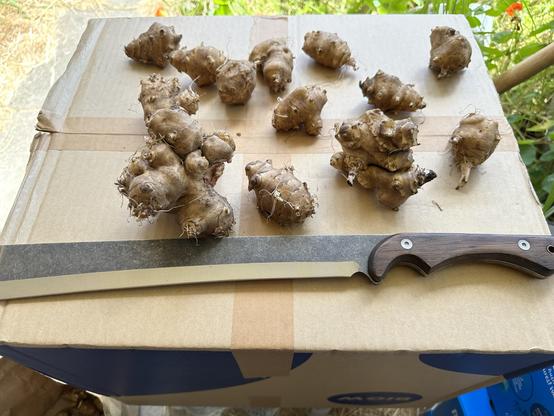 My Nata with some Jerusalem Artichokes. Very, very sharp!