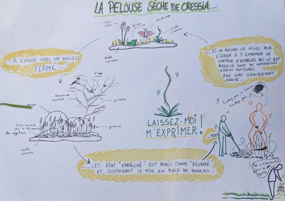 Schéma pelouse sèche de Cressia: retirer l'excès de litière pour faire de la lumière et des hibernaculums, et forcer RWE à compléter son inventaire lacunaire