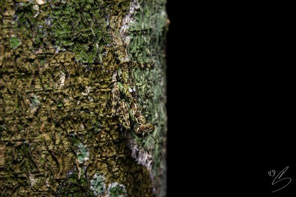 nature photograph taken at night showing a bark mantis walking over a lichenized tree bark over dark backgorund. 

the insect body's colors are almost indentical to the tree bark, with green, yellow-ish tones and dark spots, making for an epic camouflage,