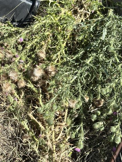 Some of the thistles cut down. Nasty spikey, thorny things!