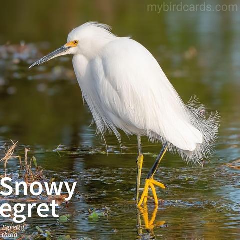 🌎 Snowy egret (Egretta thula) 

The snowy egret is a small, elegant heron found in the Americas. It is known for its striking appearance, with a slender white body, long black legs, and a distinctive plume of feathers on its head and neck during the breeding season. Snowy egrets inhabit a variety of wetland habitats, including marshes, swamps, and coastal areas. They feed on fish, amphibians, crustaceans, and insects, using their sharp beaks to catch prey in shallow water. 

Conservation status: Least Concern (IUCN 3.1)

📷: Photo by Nature-Inspires via Pixabay 

WXFT