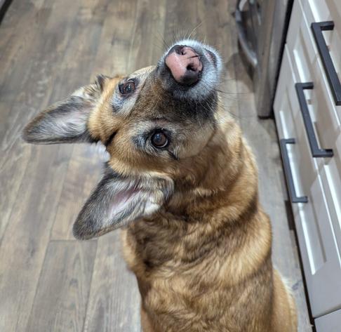 A German Shepherd dog sitting while looking backwards over her back
