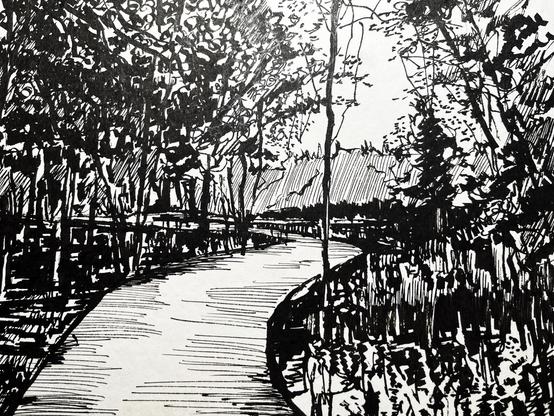 This is a black and white ink drawing depicting a wooden boardwalk winding through a natural landscape. The boardwalk, made of wooden planks, curves gently into the distance, drawing the viewer’s eye deeper into the scene. A railing on the left side provides a structural element that contrasts with the organic forms of the surrounding trees and foliage.

The artist uses bold black areas, fine cross-hatching, and expressive line work to create depth and texture. The dense trees and vegetation frame the composition, with intricate patterns of branches and leaves adding richness. Light and shadow are skillfully suggested through varying line weights and negative space, enhancing the sense of atmosphere. The overall effect is a dynamic and immersive landscape that captures the beauty of nature and the inviting quality of the boardwalk.

(Alt-text auto-generated.)