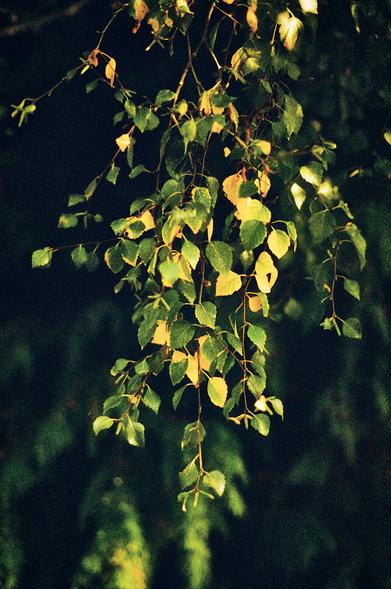 Colour portrait format photo showing a dangling branch of silver birch leaves in green and gold against a dark background.