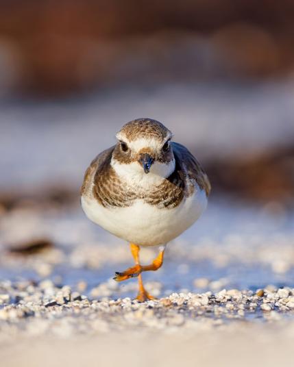 Sandregenpfeiffer auf Sand