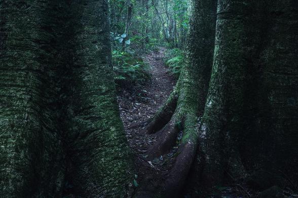 a narrow path between two massive tree trunks in green tones