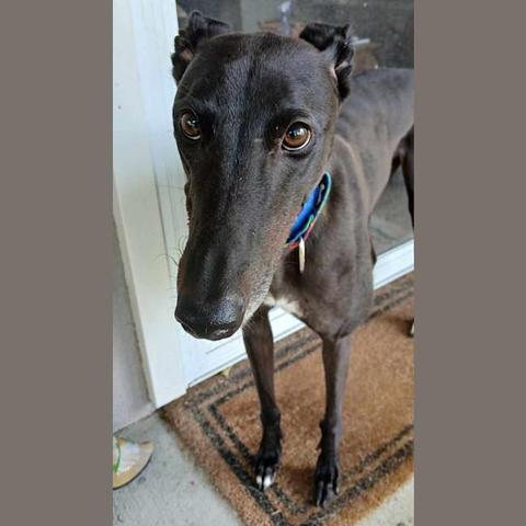 Sarah (black greyhound) stands on a door mat, looking into the camera.