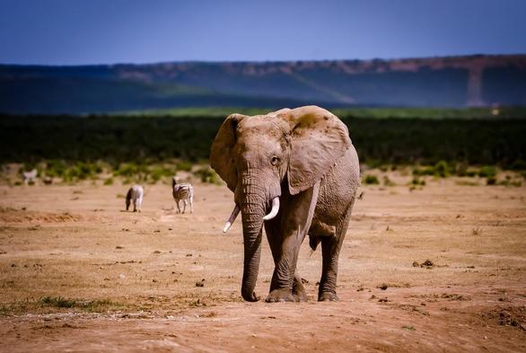 The image shows an elephant standing on a plain, with two zebras in the background. The setting appears to be a savanna, with a distant landscape visible under a clear sky.