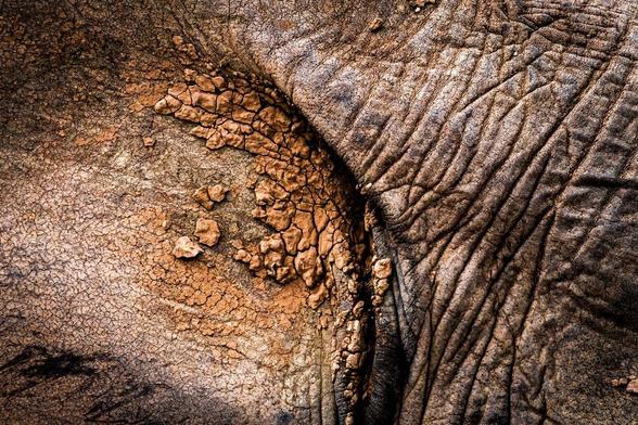 This image shows the textured and wrinkled skin of an elephant covered in a layer of dry, cracked mud. The close-up captures the intricate patterns and details of the elephant’s skin.