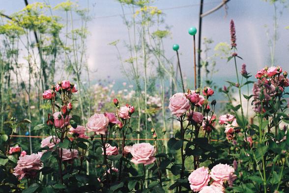 A colour photograph of pink roses in a polytunnel. The roses are gorwing amidst lots of greenery and tall, yellow dill flowers.