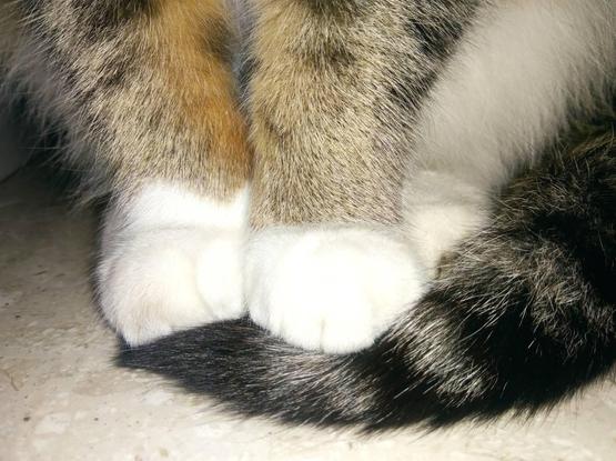 Zoomed picture of the cat's front paws resting on the cat's tail.
