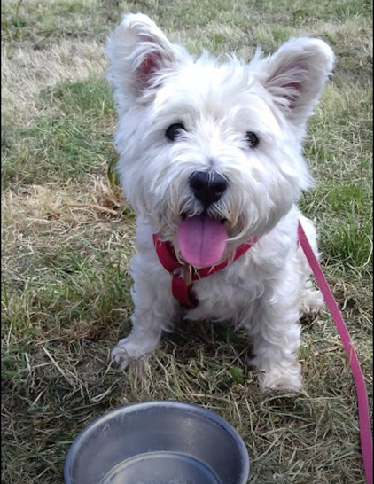 A Westie dog called Molly sitting on the grass with her water bowl in front of her. She is waiting patiently for some doggy ice-cream and she has her tongue out in anticipation.