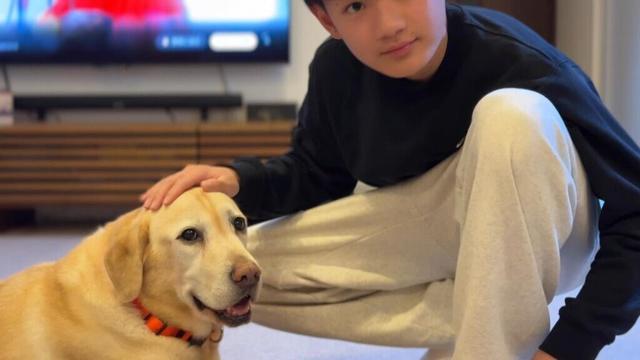 Amazonで新しいベッドを買ってもらった ラブラドールレトリーバー / Labrador retriever