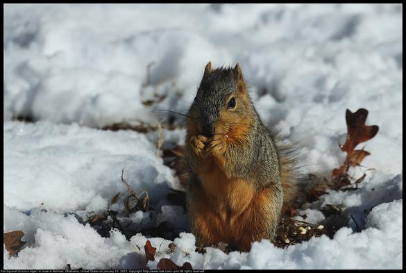 A Fox Squirrel (Sciurus niger) had dug into snow to find something to eat in Norman, Oklahoma, United States on January 10, 2025. The squirrel was sitting up and holding the food to its mouth with its front feet.