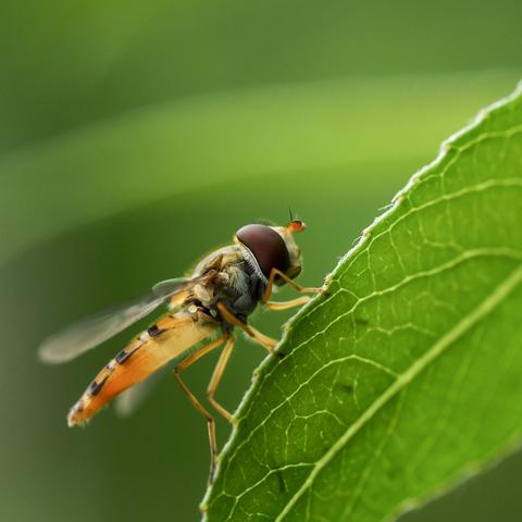 Das Bild zeigt eine Schwebfliege, die auf einem grünen Blatt sitzt. Die Fliege ist detailliert zu sehen, mit ihren orangefarbenen und schwarzen Körperteilen und ihren transparenten Flügeln. Das Blatt ist hellgrün und seine Adern sind deutlich sichtbar. Der Hintergrund ist unscharf, aber es ist ein verschwommenes Grün zu erkennen. Der Fokus liegt auf der Fliege und dem Blatt.