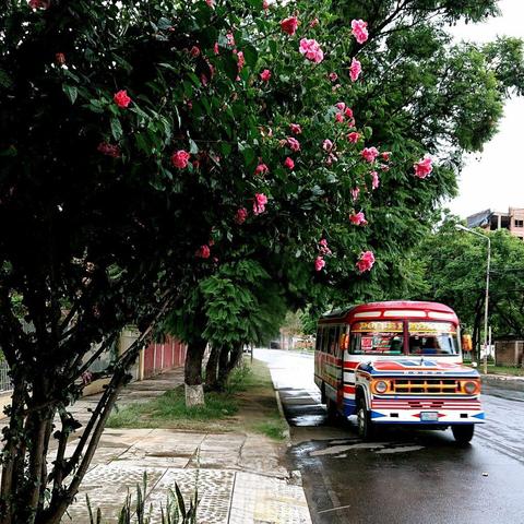 A colorful, traditional bus known as a "trufi" drives along a tree-lined street in Cochabamba, Bolivia. Pink flowers bloom in the foreground, while the wet pavement reflects the overcast sky.