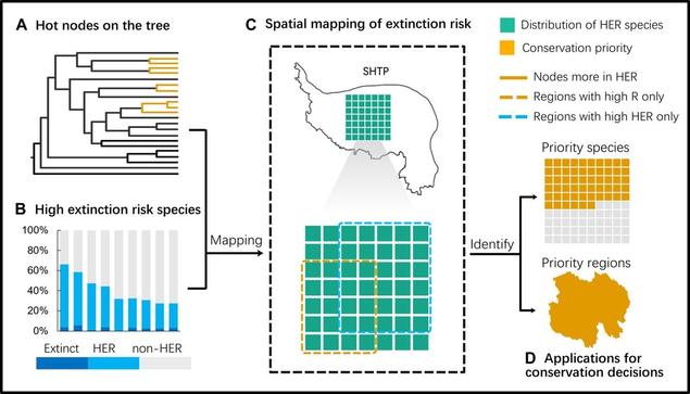 Flow chart describing the methodology for determining at-risk nodes and high extinction risk species, spatial mapping of risk and applications for conservation decisions for angiosperms in the vulnerable Sino-Himalaya and Tibetan Plateau region.
