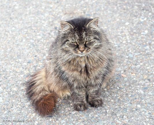 A very fluffy tabby cat is sitting demurely squarely in front of the camera on a grey drive.