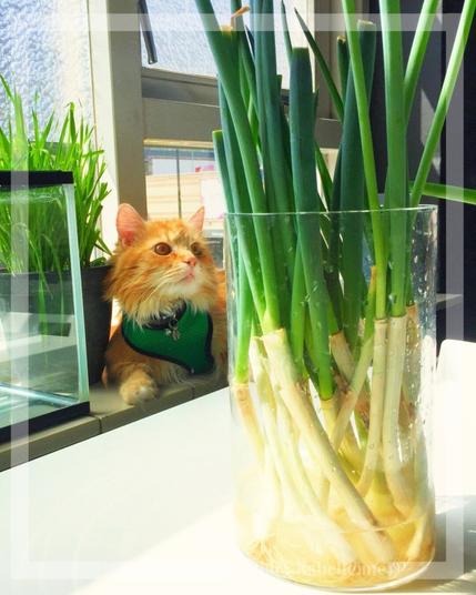 @sintrathecat is admitting the spring onions 🌿