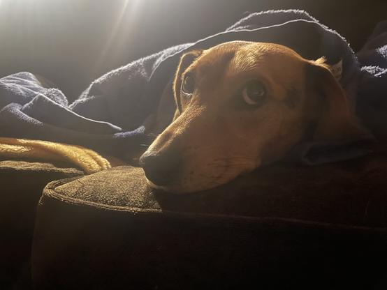 Perrín guapísimo con cara de circunstancias adorables, envuelto en una manta sobre el sofá.