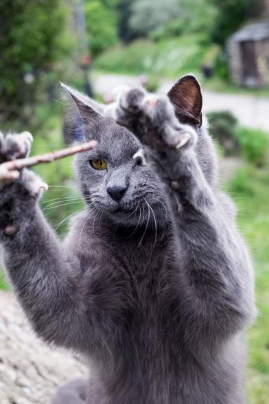 Eine silbergrauen Katze mit bernsteinfarbenen Augen hat beide Vorderpfoten erhoben und die Krallen gezückt, um dem Stöckchen vor ihrer Nase den Garaus zu machen.