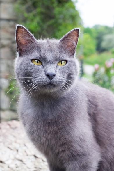 Portrait einer sitzenden, silbergrauen Katze mit bernsteinfarbenen Augen.