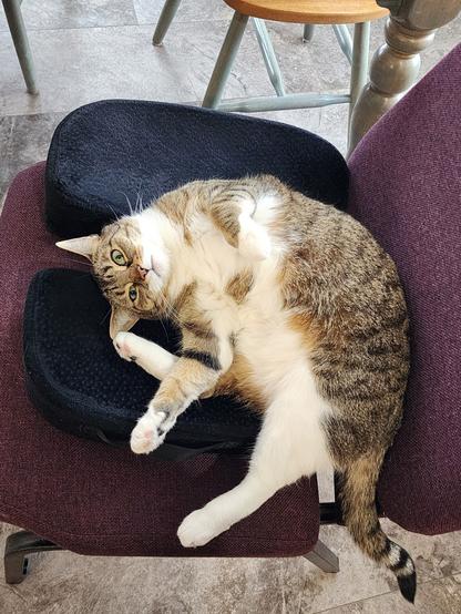 Curled up Pearl-cat, uninterested in any snow shenanigans.