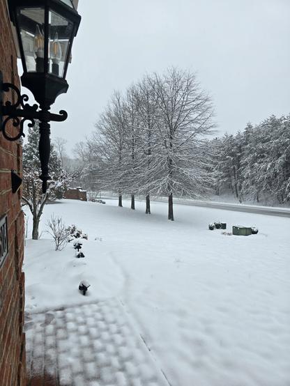 Snowy front yard and trees, Tuesday, Feb 11, 2025