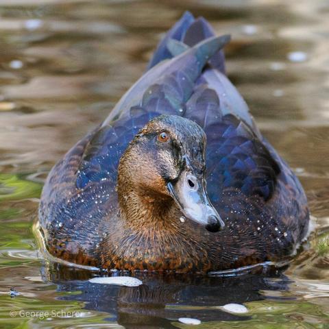 Close up of a female muscovy duck, swimming towards the camera.  The bird is looking down and to the right so that one eye is visible.  The water is dark brown in color, with green highlights.