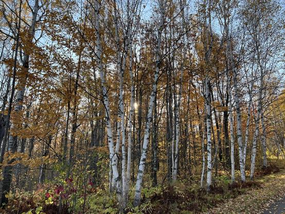 Autumn forest scene with white-barked birch trees and golden leaves. Sunlight filters through branches, casting a warm glow.