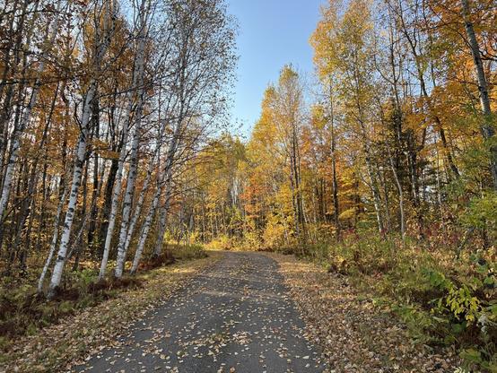 A paved path winds through a forest of golden autumn trees, with fallen leaves scattered along the ground. Sunlight filters through the bran
