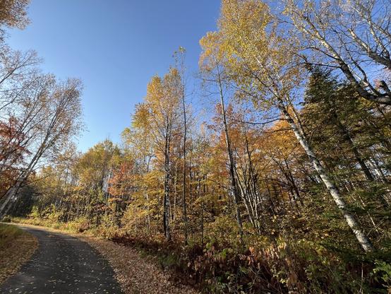 A winding path lined with golden autumn trees under a clear blue sky. Fallen leaves cover the ground, adding to the seasonal charm.