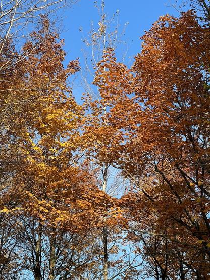 Golden autumn leaves fill the treetops against a bright blue sky. Sunlight highlights the rich hues, creating a vibrant fall scene.