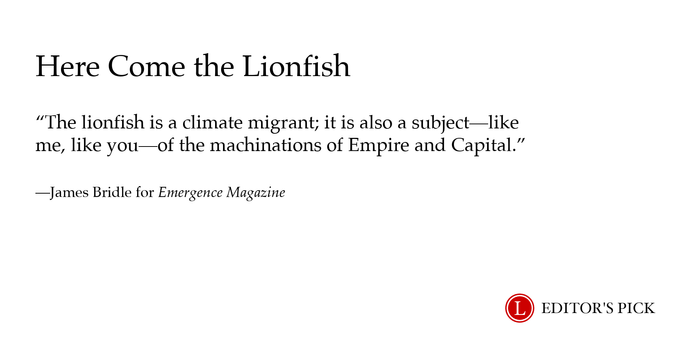 Headline: Here Come the Lionfish 

Dek: The lionfish is a climate migrant; it is also a subject—like me, like you—of the machinations of Empire and Capital. 

Tagline: James Bridle for Emergence Magazine

A logo in the bottom right reads “Longreads Editor’s Pick”
