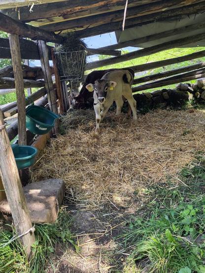 cow calfs in a wooden shelter with fresh hay and straw bed