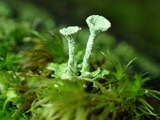 Two minty-green stalks of lichen, coarse in texture, rise from a background of moss and spread into wide cups at the top. This is a very close-up photo of tiny organisms.