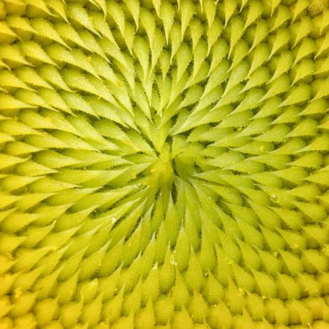 a close-up photograph of the central part of a young sunflower