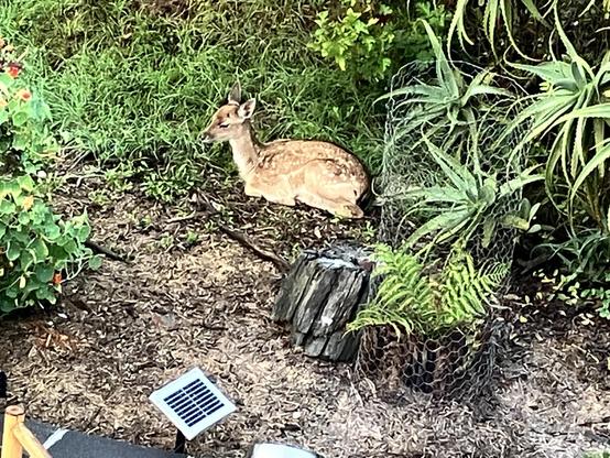 A fallow deer fawn lies in a garden.
