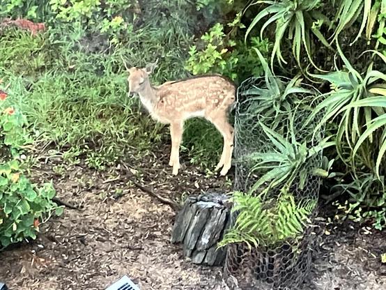 A fallow deer fawn stands in a garden.