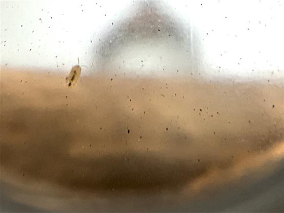 A tiny oval creature with a dark digestive tract and cute antennae, crawling up the glass wall of a terrarium, against a blurry background.